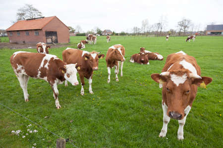 young red and white cows with bull in meadow near Veenendaal in province of utrecht in hollandの写真素材