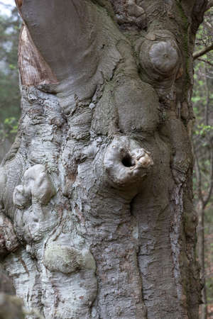 closeup of very old beech tree trunk in spring forestの写真素材