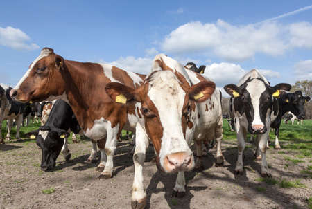 closeup of cows in dutch meadow on sunny spring day in the netherlandsの写真素材