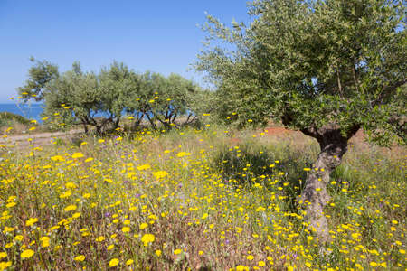 yellow flowers and red earth with olive trees in spring on greek peloponnese on the coast with blue sea near stoupa on Maniの写真素材