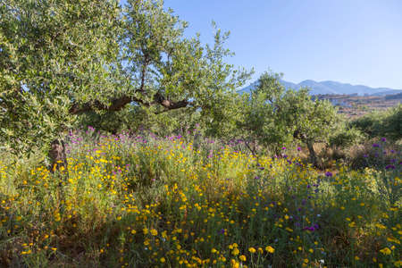 blue sky and distant hills on peloponnese in greece with foreground of colorful flowers and olive trees in springの写真素材