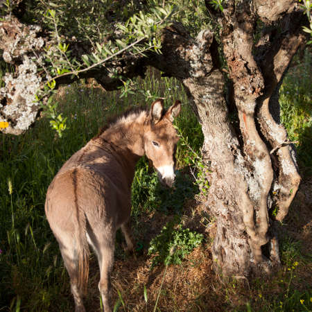 donkey stands under old olive tree and looks back on greek peloponnese
