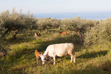 cow and calf between olive trees with blue sea in the background in Mani on greek peloponnese