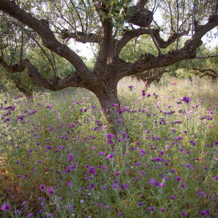 olive trees and purple thistle flowers near stoupa in mani on greek peloponnese under blue sky in springの写真素材