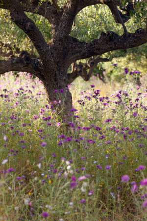 olive trees and purple thistle flowers near stoupa in mani on greek peloponnese in backlightの写真素材