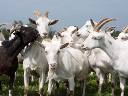 white goats and one black outside in meadow against blue cloudy sky in hollandの写真素材