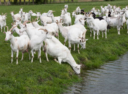 group of white goats in green grassy dutch meadow in the netherlands drink near breukelen and utrecht water from canalの写真素材