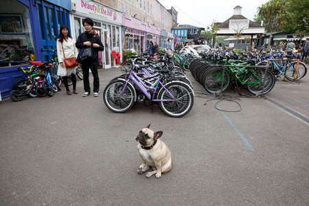 London, United Kingdom, 6 may 2017: asian tourists look at bulldog in area called The Wharf full of small shops and cafe's on london southbank with rental bikesのeditorial素材