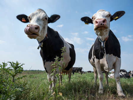 closeup of two black and white cows, one is sticking it's tongue out, in meadow in the netherlands with blue sky and cloudsの写真素材