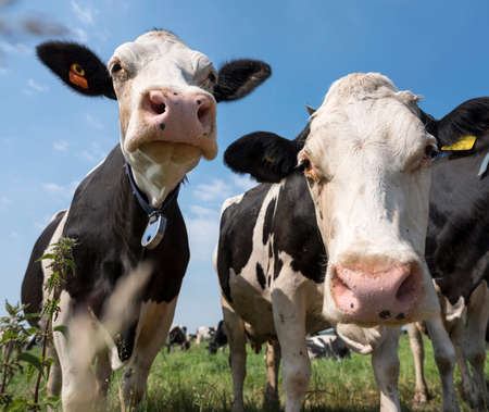 closeup of two black and white cows in meadow in the netherlands with blue sky and cloudsの写真素材