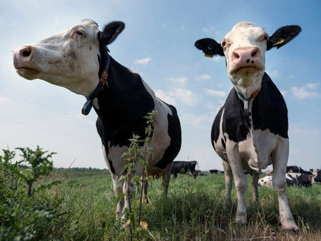closeup of two black and white cows in meadow in the netherlands with blue sky and cloudsの写真素材