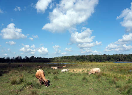 cows graze in nature area leersumse veld in the netherlands on utrechtse heuvelrugの写真素材