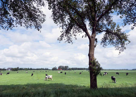 black and white cows in green grassy summer meadow in dutch province of friesland near Sneek in the netherlandsの写真素材