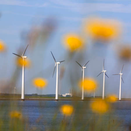 white wind turbines against blue sky off the coast of flevoland in the netherlands on sunny day seen through yellow flowersの写真素材