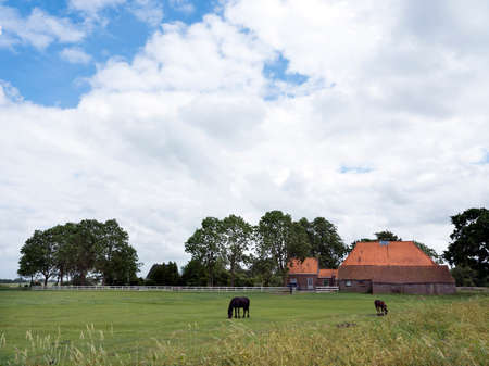 horses in meadow before old typical friesian farm in south east of dutch province frieslandの写真素材