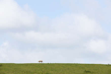 one lonely sheep walks on grassy dike near leeuwarden in the netherlands on sunny day in frieslandの写真素材