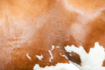 cowhide with abstract red and white pattern on side of cowの写真素材