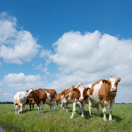 red and white cows in green grassy dutch meadow in the netherlands under blue sky with white cloudsの写真素材