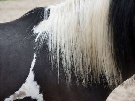 almost abstract closeup of long white manes on black horseの写真素材
