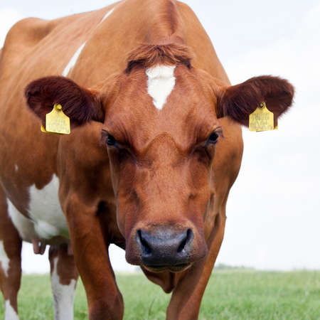 closeup of red and white cow in green grassy dutch meadow in the netherlands