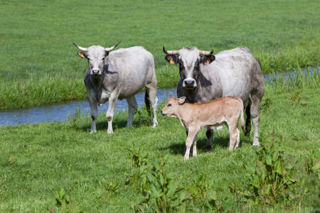 gasconne cows and calf in green grassy dutch meadow near amsterdam and abcoudeの写真素材
