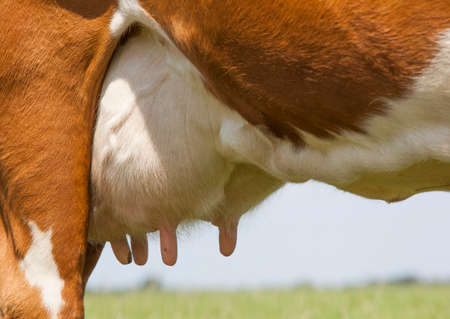 udder of red and white cow in green meadow in the netherlandsの写真素材