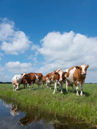 red and white cows in green grassy dutch meadow in the netherlands under blue sky with white cloudsの写真素材