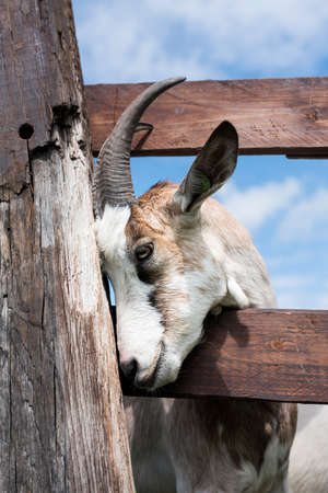 white goats in green grassy dutch meadow behind wooden fence in the netherlandsの写真素材