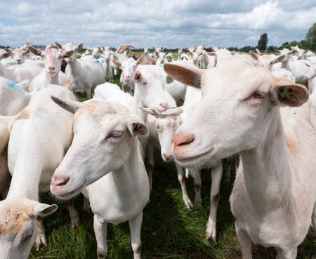 white goats in green grassy dutch meadow in the netherlandsの写真素材