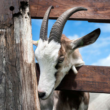 white goats in green grassy dutch meadow behind wooden fence in the netherlandsの写真素材
