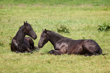 young brown horses in dutch meadow near utrecht in the netherlands on sunny spring dayの写真素材