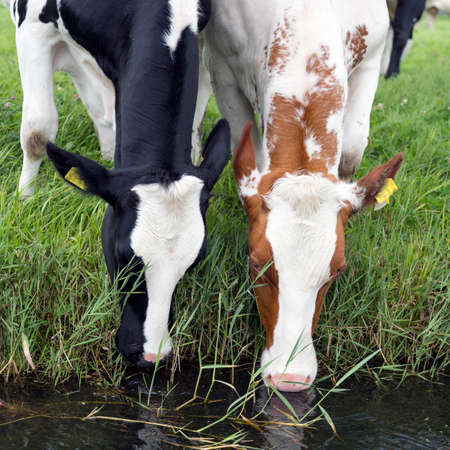 red and black cow in green grassy meadow drink together from ditchの写真素材