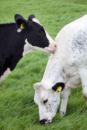 black and white cow licks other cow in green dutch meadow in hollandの写真素材