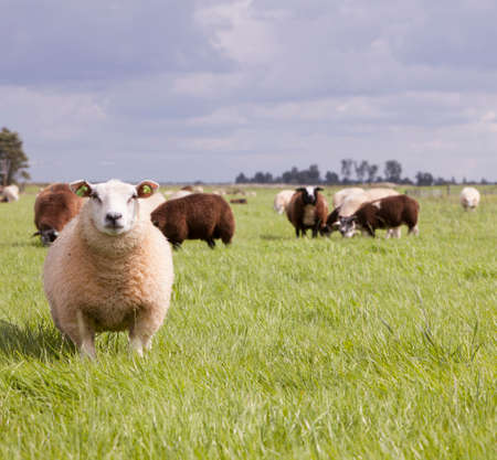 sheep in grass under cloudy sky in the netherlandsの写真素材