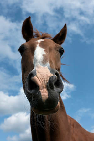 head of brown horse against blue sky with cloudsの写真素材
