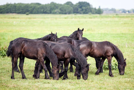 young brown horses in dutch meadow near utrecht in the netherlands on sunny spring dayの写真素材