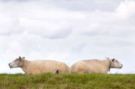 two sheep lie in grass under cloudy sky in the netherlandsの写真素材