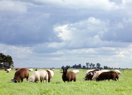 sheep graze in green meadow with juicy grass under cloudy sky in the netherlandsの写真素材