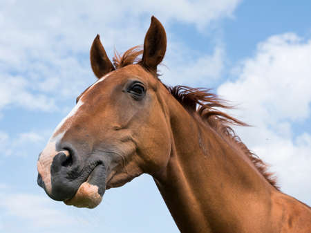 head of brown horse against blue sky with cloudsの写真素材