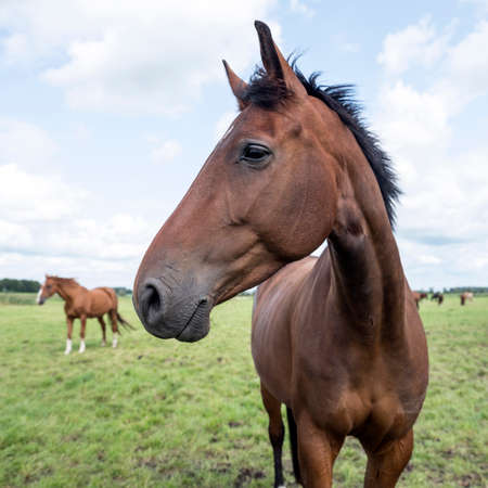 brown horses in green grassy meadow in the netherlands on sunny summer dayの写真素材