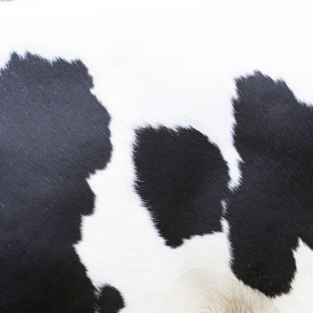 black and white pattern on hide on side of cowの写真素材