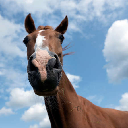 head of brown horse against blue sky with cloudsの写真素材