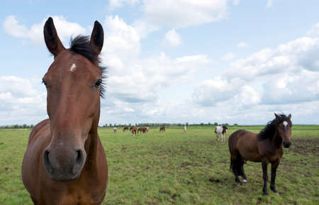 brown horses in green grassy meadow in the netherlands on sunny summer dayの写真素材