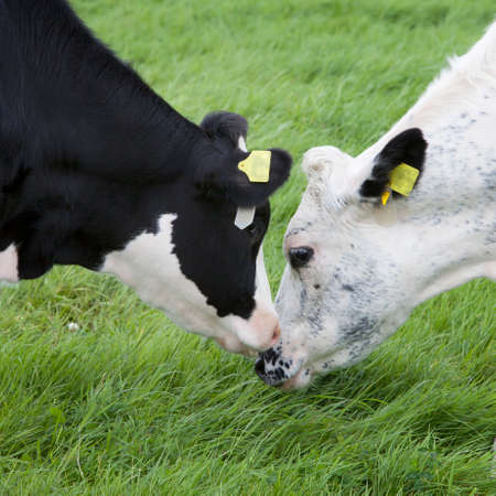 white and black cow heads together in green dutch meadow in the netherlandsの写真素材