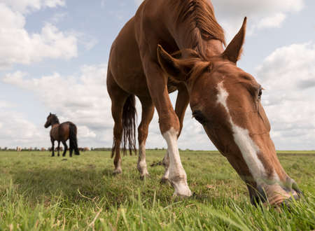 brown horses graze in green grassy meadow in the netherlands on sunny summer dayの写真素材
