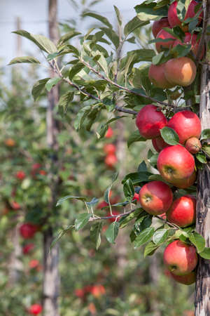 Red ripe apples on tree in dutch orchard in the netherlandsの写真素材