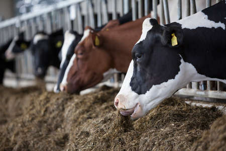 Heads of black and white holstein cows feeding on grass in stable in holland