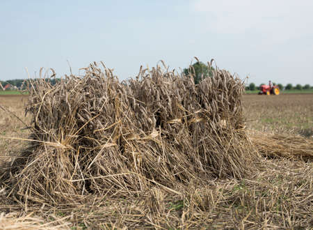 Old fashioned vintage wheat sheaves on field with tractor in the background