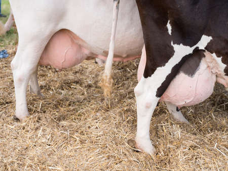 large full udders under black and white holstein cows at exhibition in the netherlandsの写真素材