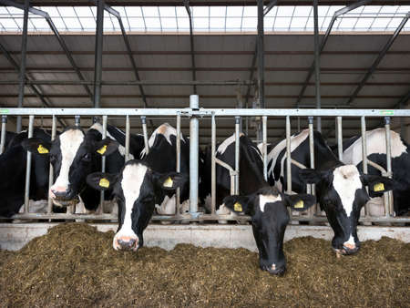 heads of black and white holstein cows feeding on grass in stable in holland